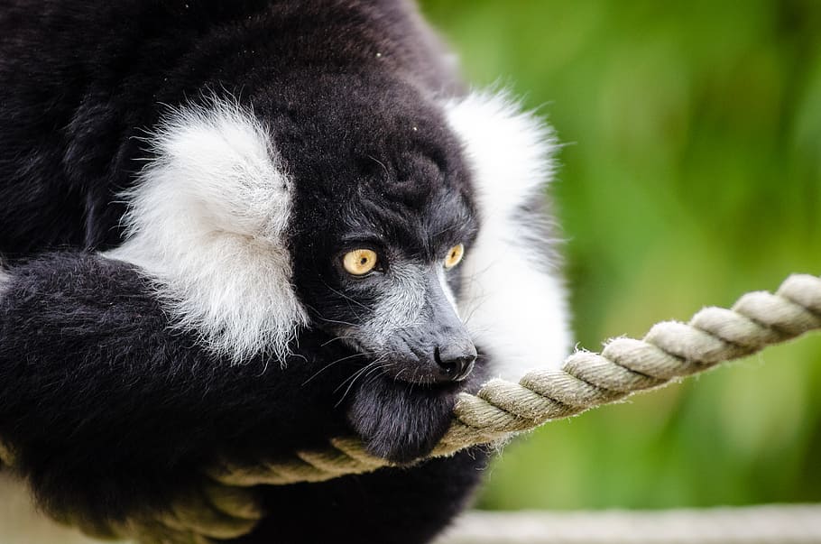 Black, white, Ruffed Lemur, striped, lemur, rope, animal, animal themes, one animal, animal wildlife