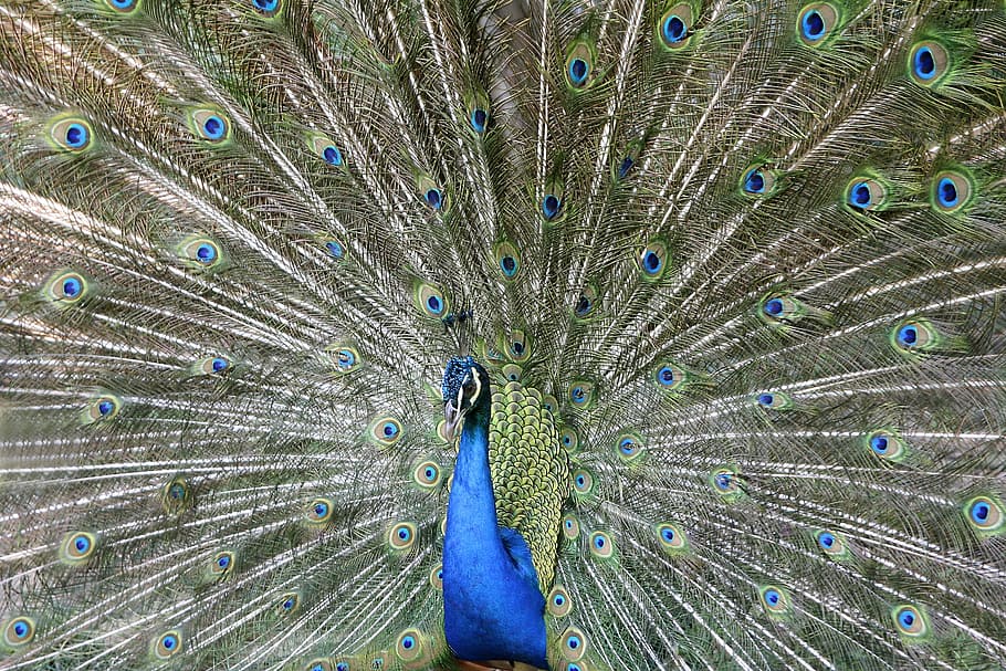 close-up photo, peacock, bird, peacock feathers, plumage, colorful, pride, beautiful, iridescent, animal