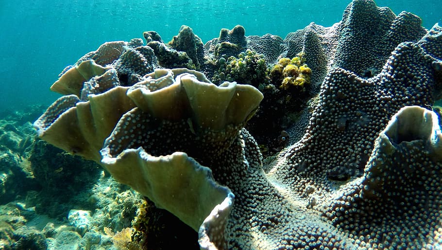 cinza, branco, corais, coral, água, mergulho, mar, oceano, subaquático, atol norte masculino