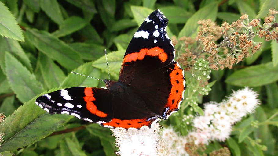 butterfly, atalanta, admiral, insects, beautiful, bright, bush, flower, park, leaves