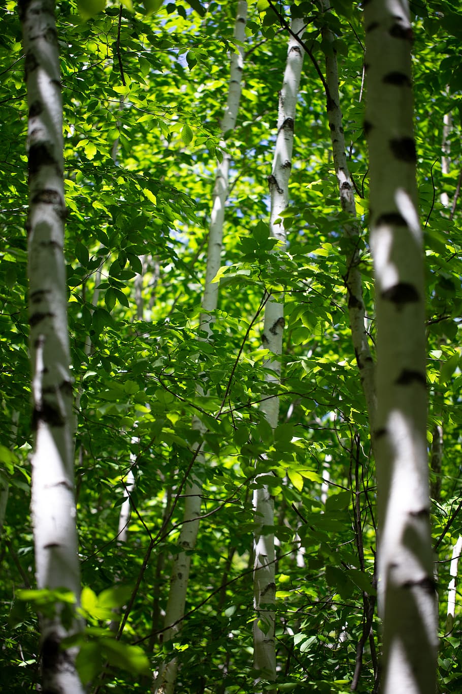 birch, trees, summer, spring, forest, leaves, growth, green, white, bark