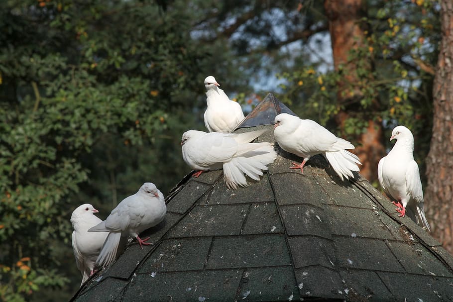 dovecote, pigeons, white, birds, columbiformes, peace dove, hochteit pigeons, pigeon house, animals, symbol