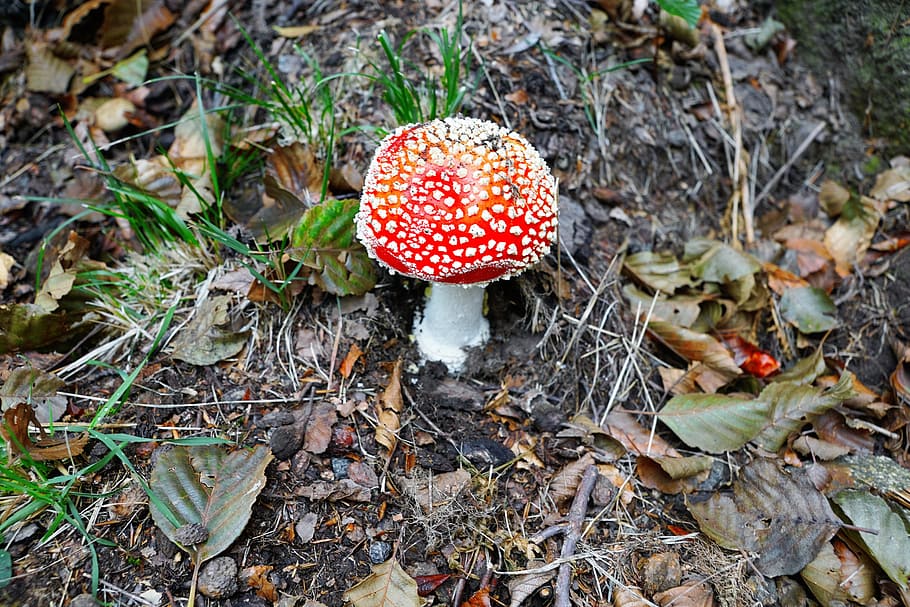 fly agaric, gift, toxic, mushroom, red, autumn, forest, nature, red fly agaric mushroom, spotted