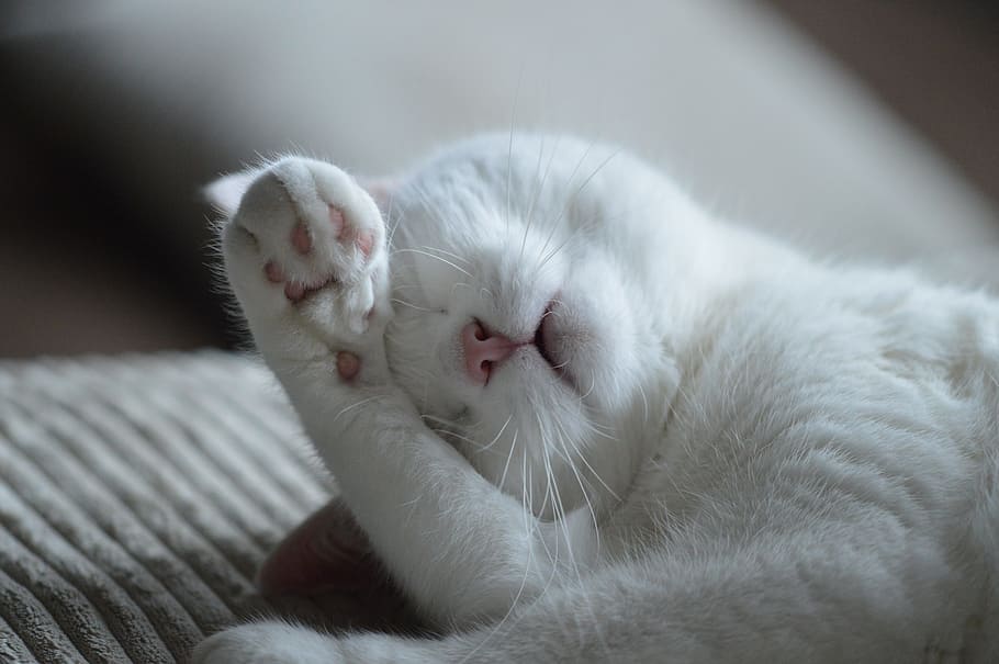 짧은 흰 고양이, 고양이, 동물, 수면, 애완 동물, 귀여운, 낮잠, 미친, 게으른, 화이트