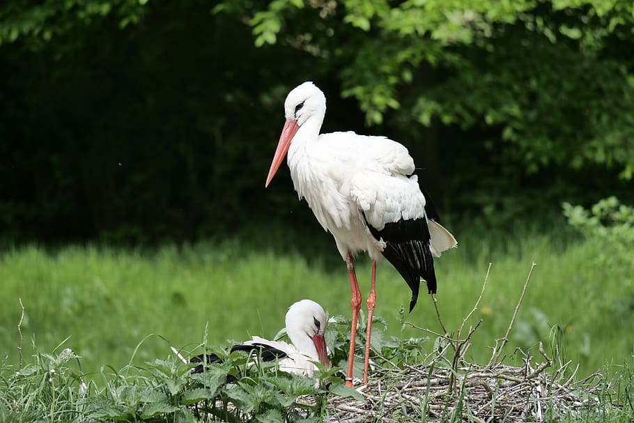 white, feathered, bird, green, grass, white storks, nature, rattle stork, adebar, plumage