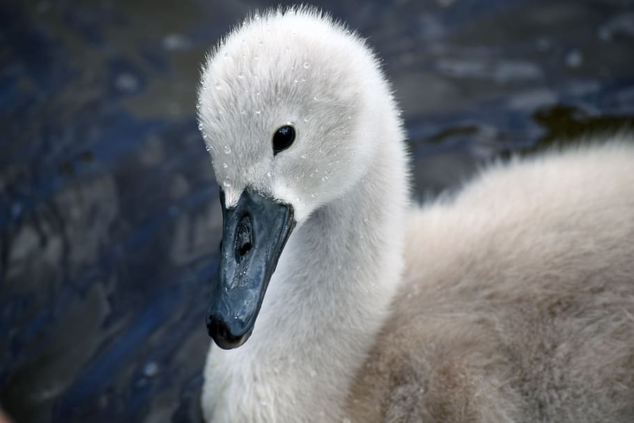 mute swan, mute swan signet, swan, signet, animal, animals in the wild, animal themes, bird, animal wildlife, vertebrate