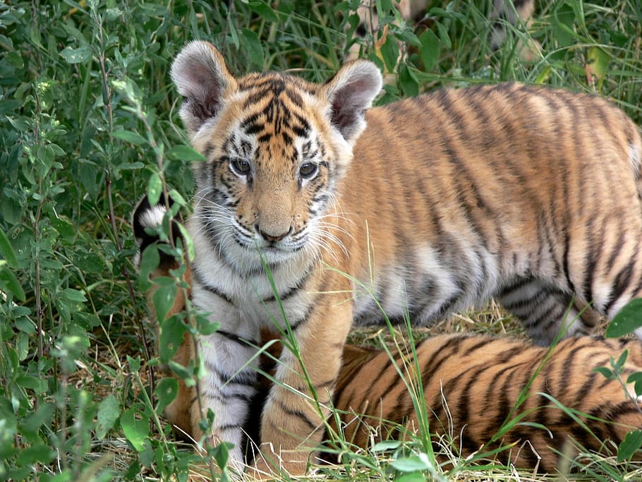 tiger, lying, green, grass, cub, orange, stripes, wild, wild animal, wildlife