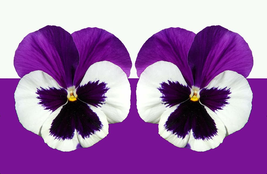 purple, white, flowers, pansy, violet, light, blossom, bloom, flower, spring