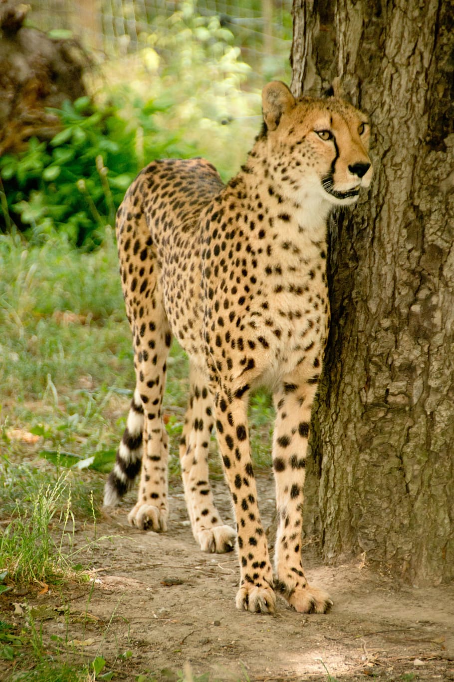 adult cheetah, tree log, africa, kenya, safari, nature, holiday, national park, animals, landscape