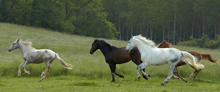 cuatro, corriendo, caballos, verde, campo, caballo, naturaleza, caballo blanco, animal, equino
