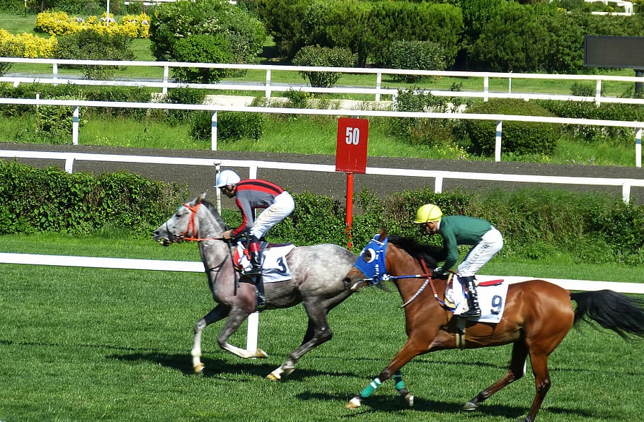 gallop, sport, competition, istanbul, turkey, ride, horse, reiter, equestrian, horseracing Track
