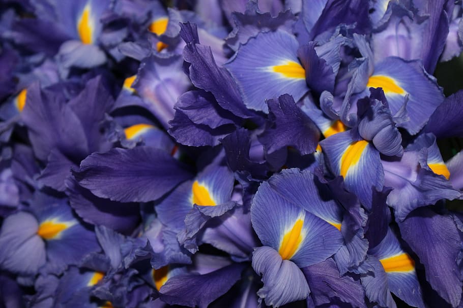 foto close-up, buket bunga iris ungu-dan-kuning, bunga-bunga, meksiko, jamaica, bunga, tanaman, taman, tradisional, xalapa