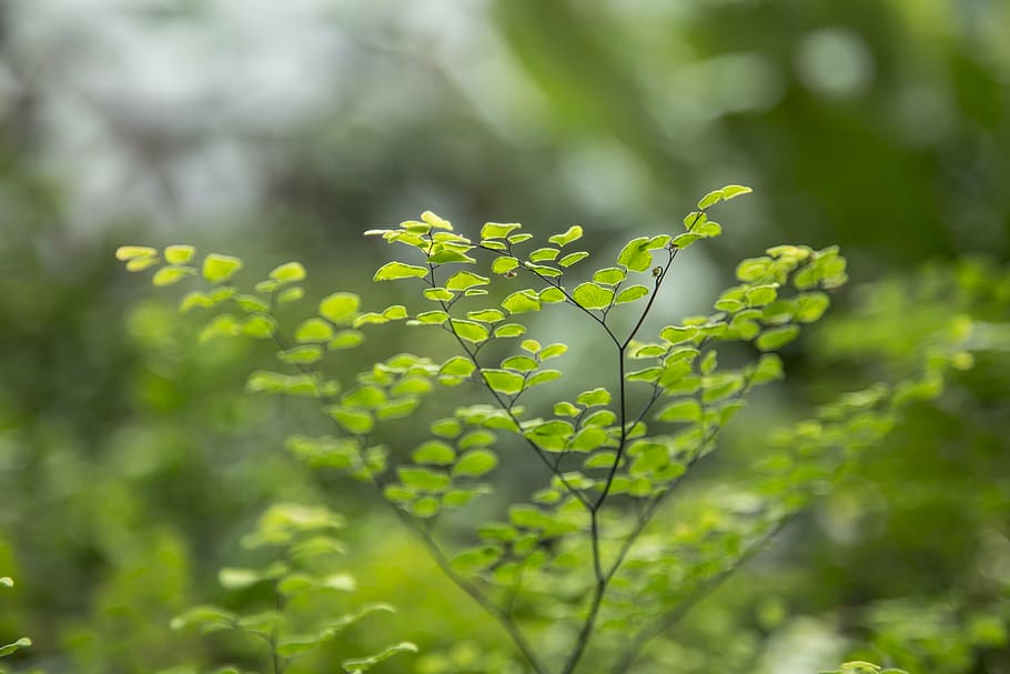 tiny, leaves, botanical, green, leaf, nature, small, plant, life, summer