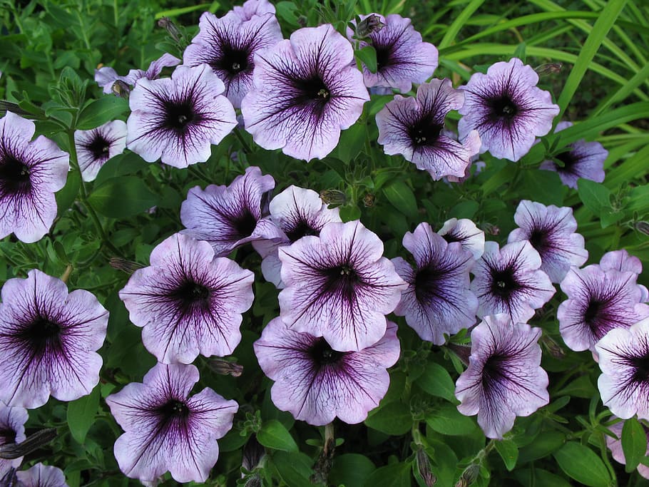 Petunia, Blossoms, Purple, Flower, purple, flower, nature, blooming, plant, floral, summer
