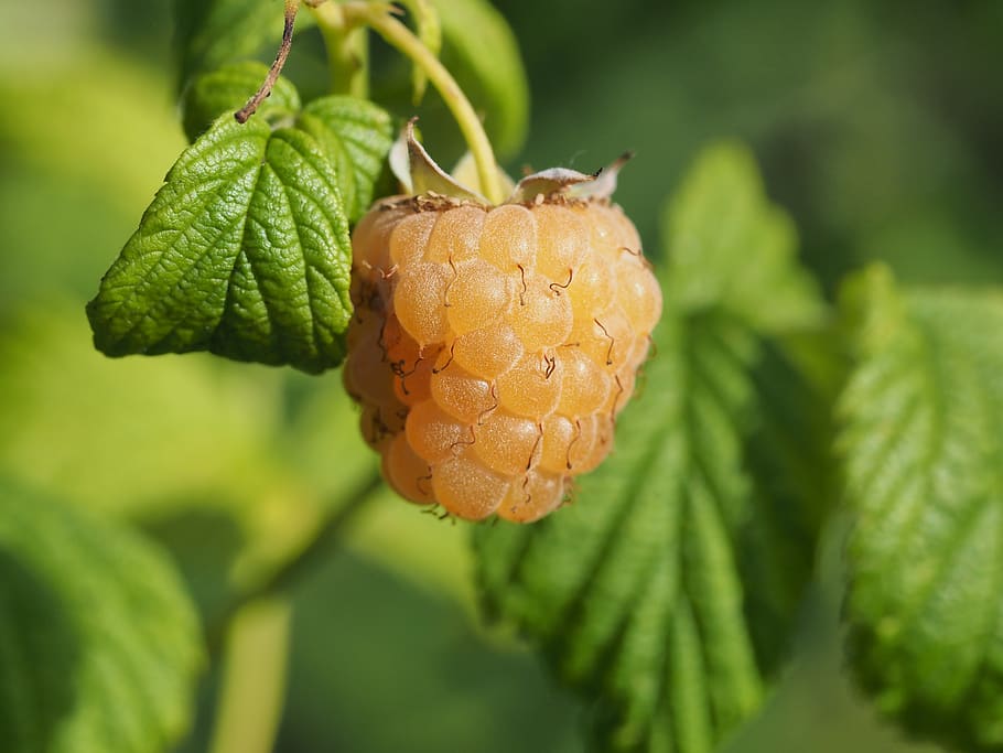 raspberry, macro, fetus, growth, close-up, plant, focus on foreground, green color, leaf, plant part