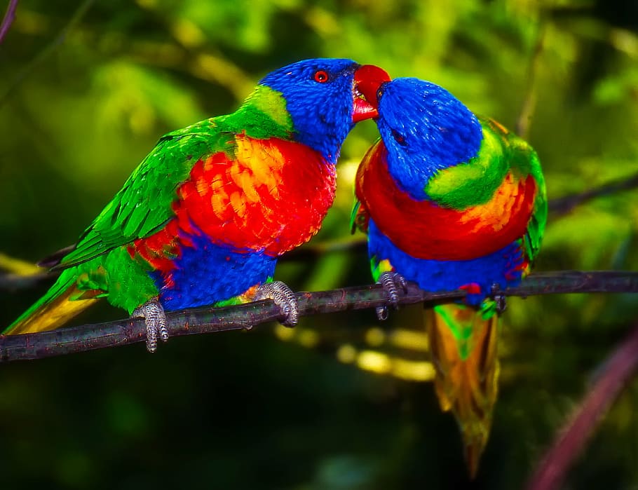 Primer plano, foto, dos, multicolores, pájaros, loros, par, pájaro, colores, colorido