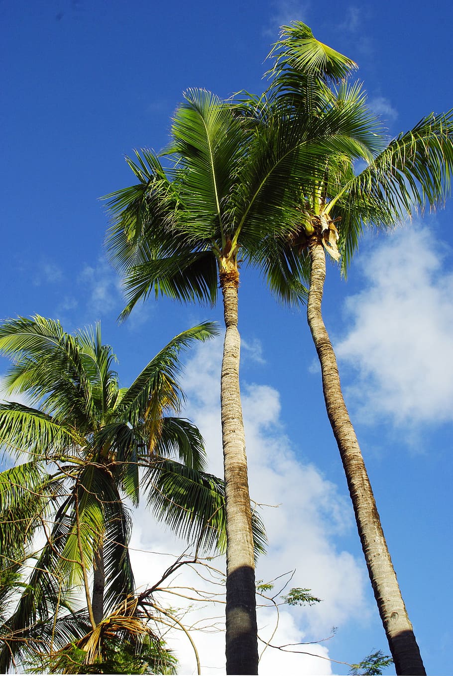 ドミニカ共和国, プンタカナ, ビーチ, ココナッツの木, 休日, 海辺, カリブ海, 熱帯, 光, 怠惰