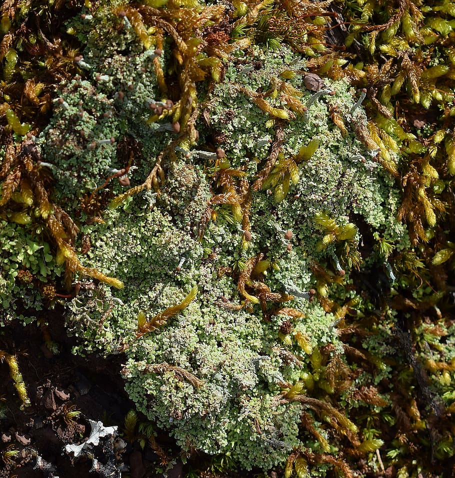 lichens and moss on forest floor, lichen, symbiotic, cyanobacteria, fungi, nature, green, forest floor, forest, woods