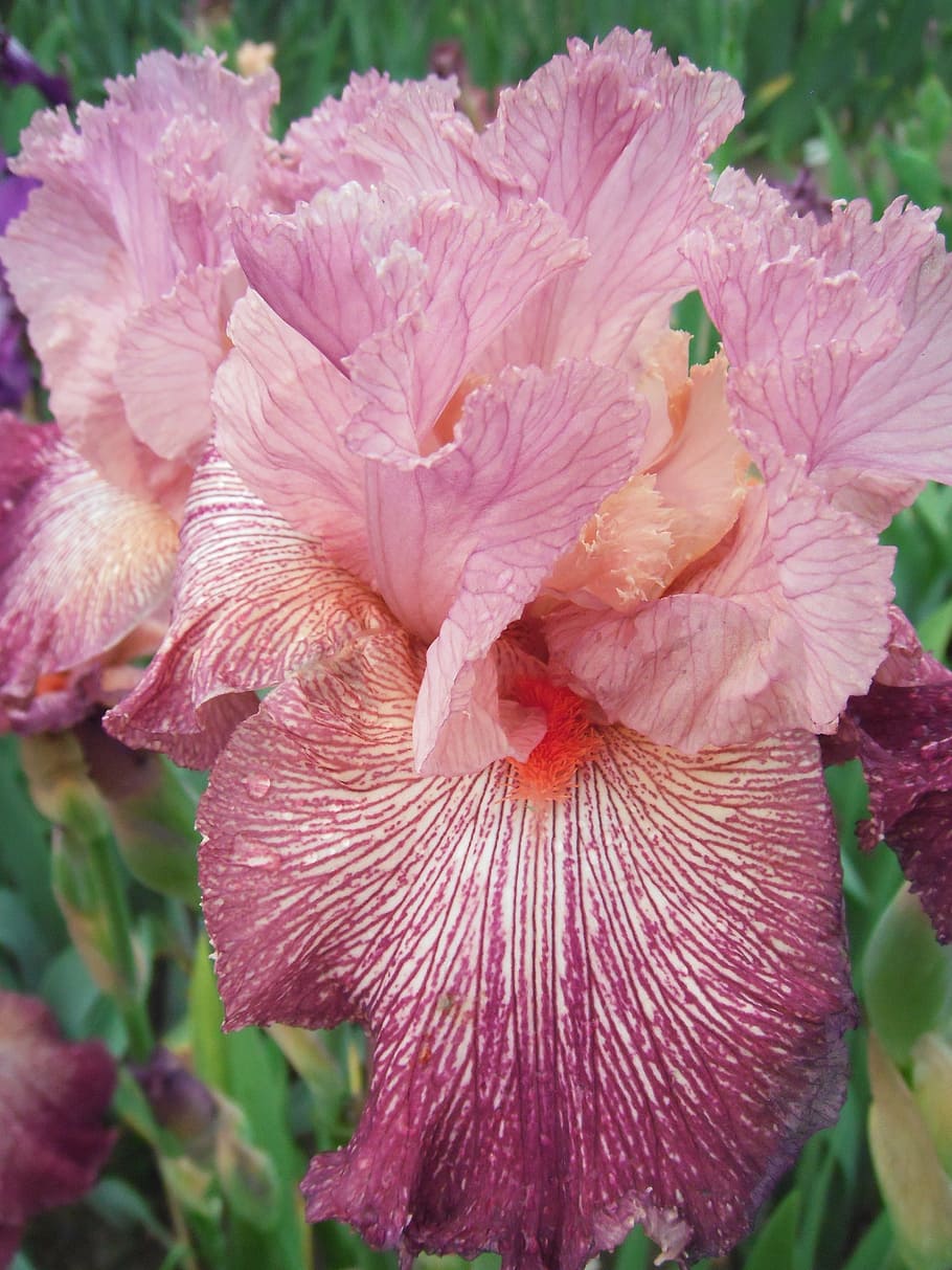bunga, iris, iris jerman, tanaman berbunga, tanaman, kerapuhan, kerentanan, close-up, daun bunga, keindahan di alam