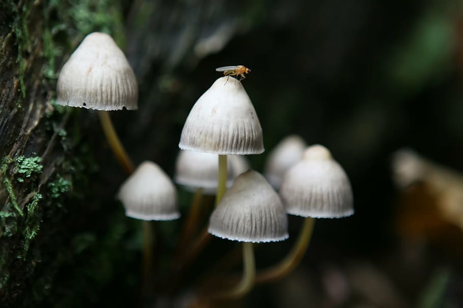 insect, sits, white, mushroom, alone, autumn, background, britain, british, danger