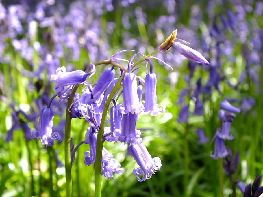 flower, flora, nature, outdoors, summer, bluebell, english countryside, england, hertfordshire, whippendell woods