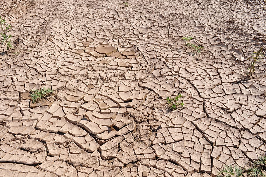 green, leaf plant, soil, green leaf, plant, drought, cracked earth, dry earth, parched land, dry riverbed