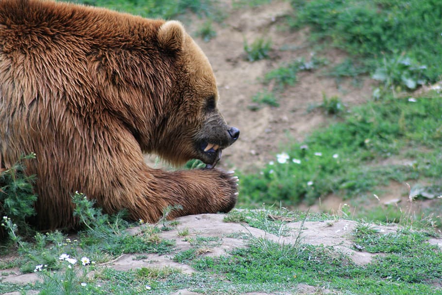 Brown Bear, Food, Dangerous, bear, mammal, predator, eat, animal, grizzly bear, animal wildlife
