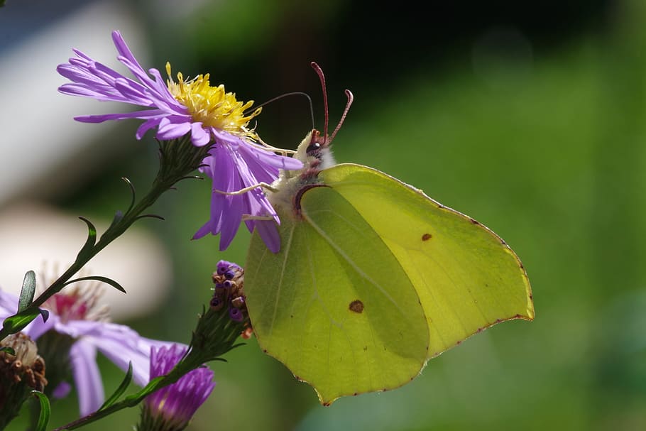 gonepteryx rhamni, 나비, 가을, 노랑, 녹색, 과꽃, 곤충, 허브 테스터, 정원, 꽃