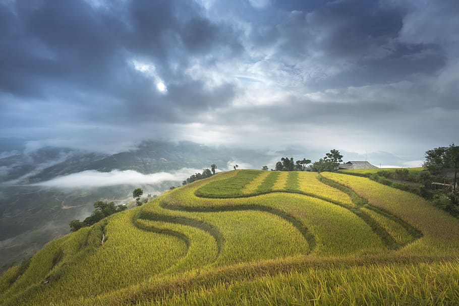 green, grass field, trees, gray, clouds, daytime, vietnam, rice, rice field, ha giang