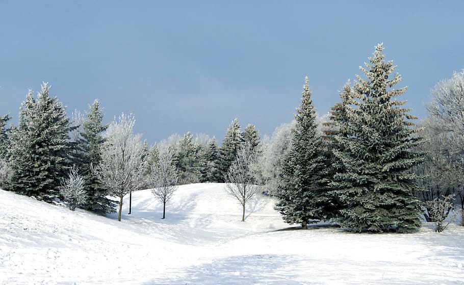 tall, trees, snow, filled, area, winter, evergreen, fir, blue sky, white