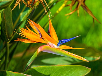 Fotos paraíso de las flores libres de regalías | Pxfuel