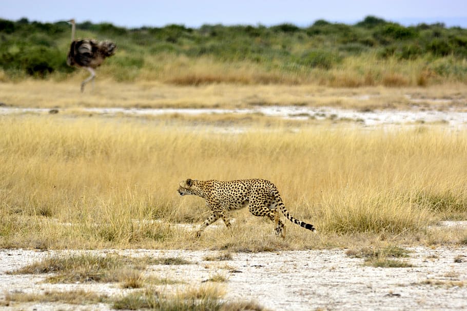 Cheetah, Africa, Ostrich, Amboseli, the ostrich, kenya, safari, national park, animals, animal