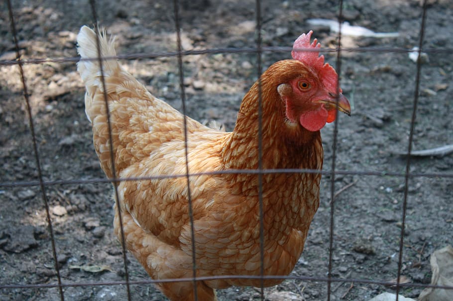 hen, chicken, animal, poultry, bird, livestock, agriculture, domestic animals, chicken - bird, animal themes