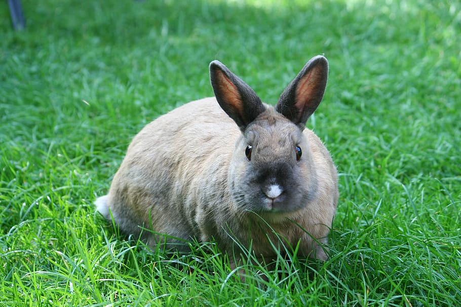 brown, rabbit, grass field, bunny, lawn, besame, grass, cute, mammal, animal