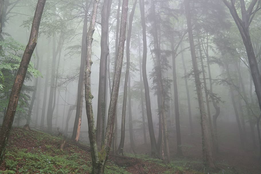 霧, 森, 昼間, 木, 自然, 無色, 森の小道, 寒さ, 植物, 土地