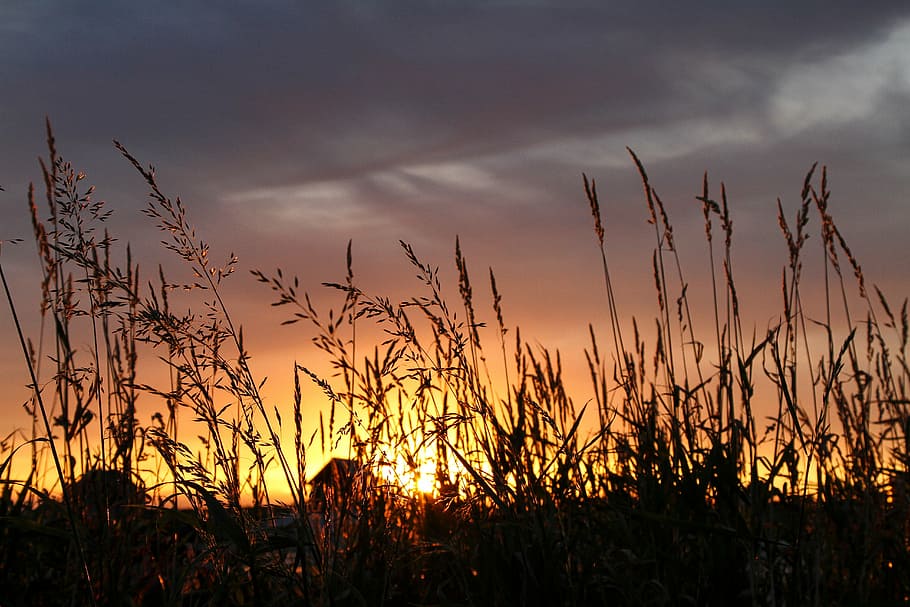 silhouette photo, grass, silhouette, wheat, golden, hour, sunset, field, plants, clouds