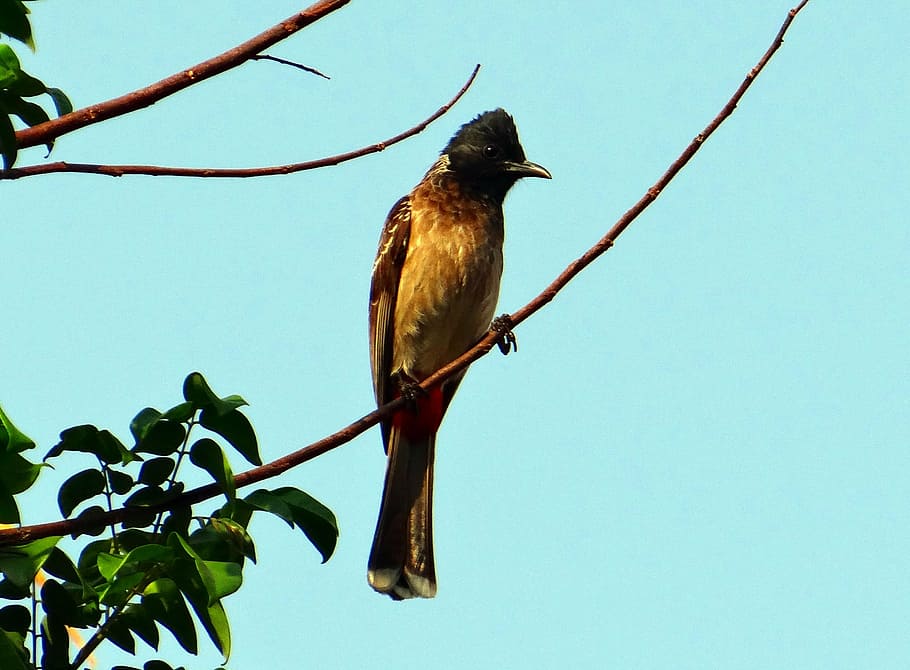 bird, red-vented bulbul, pycnonotus cafer, dharwad, india, fly, wings, feather, wildlife, beak