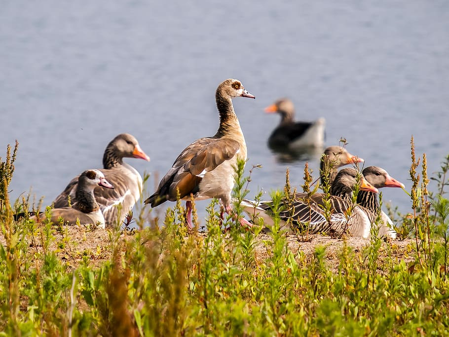 Geese, Greylag Goose, goose, nilgans, bird, water bird, nature, animal, animals in the wild, animal wildlife