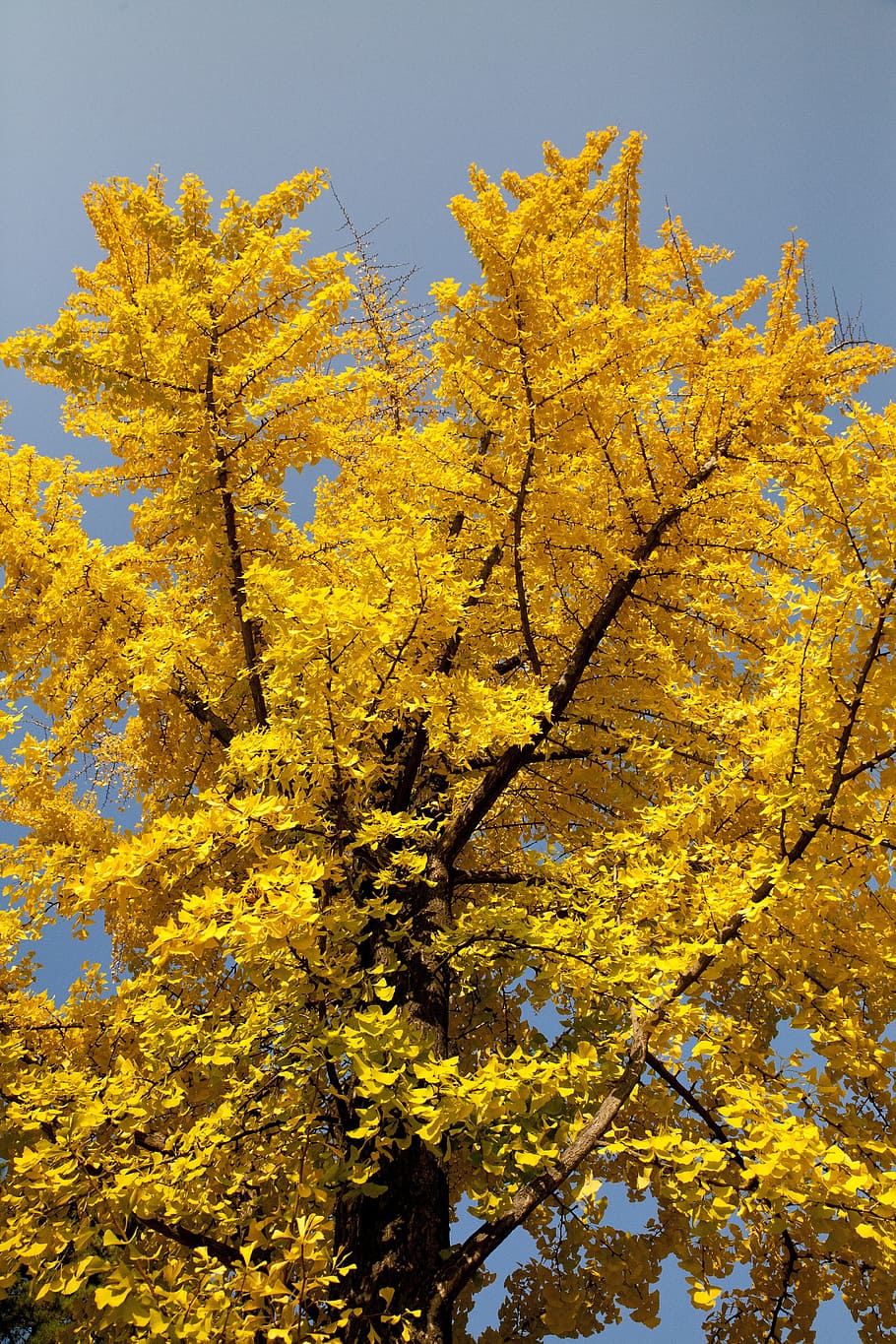 leaves, ginkgo, nature, yellow, sunshine, republic of korea, color, the leaves, autumn, plant