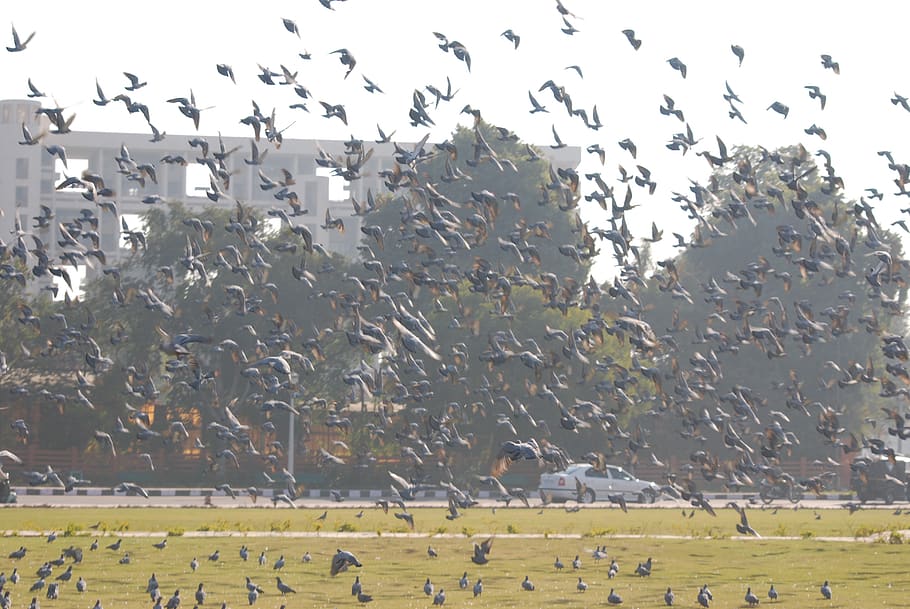 pigeons, fly, scatter, wings, animal, nature, wildlife, dove, bird, chaos