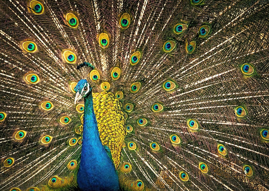 peafowl, peacock, plumage, colourful, close, portrait, neck, turquoise, tail, bird