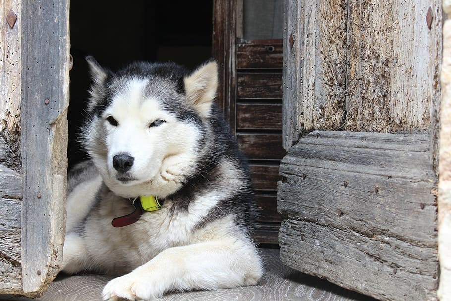 siberian, husky, laying, door, dog, alps, pet, elongate, pets, one animal