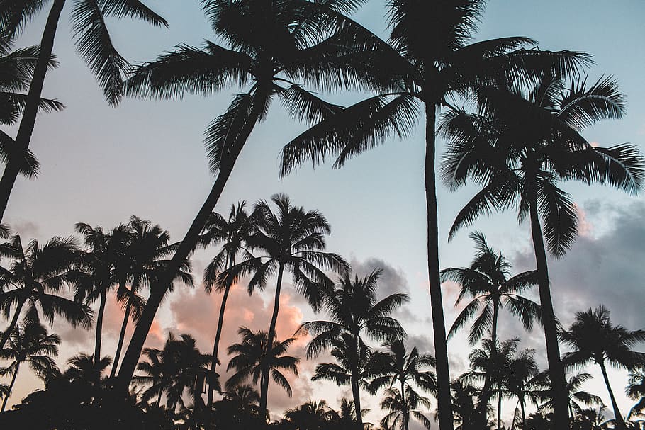 coconut, palm, tree, nature, plant, sunset, silhouette, dark, clouds, sky