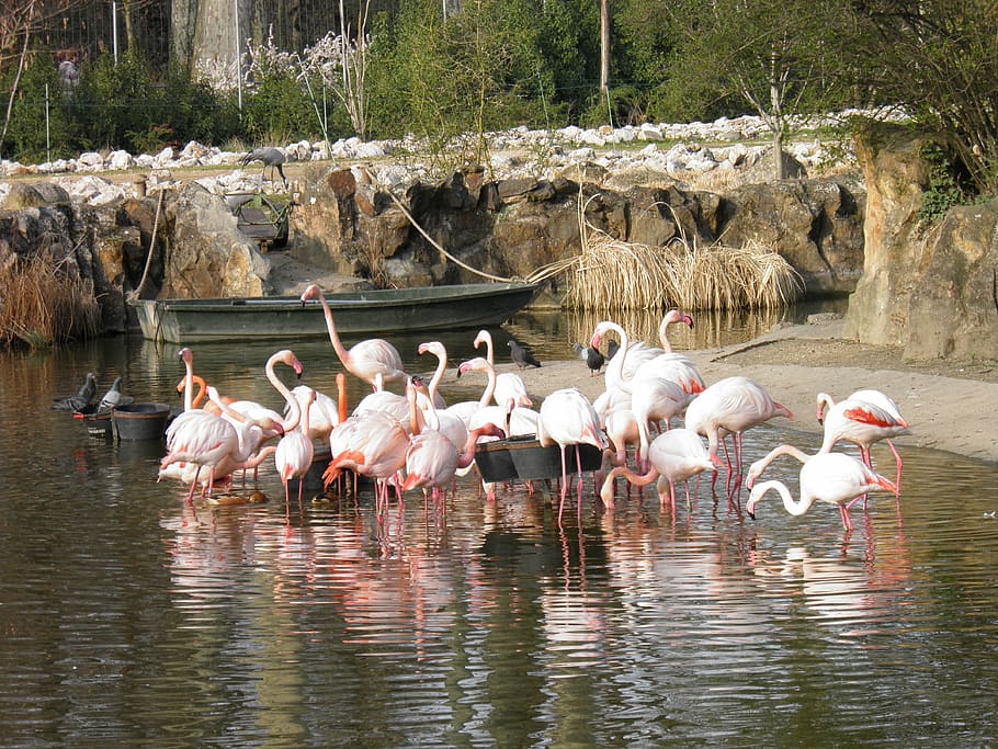 Hewan, Alam, Flamingo Merah Muda, Burung, bulu, kebun binatang, lyon, flamingo, hewan liar, kelompok besar hewan