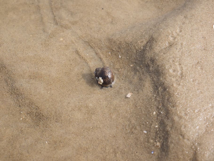 large sea snail, snail, common sea snail, littorina littorea, sea snail, coastal zone, cone-shaped housing, housing, snail shell, edible sea snail