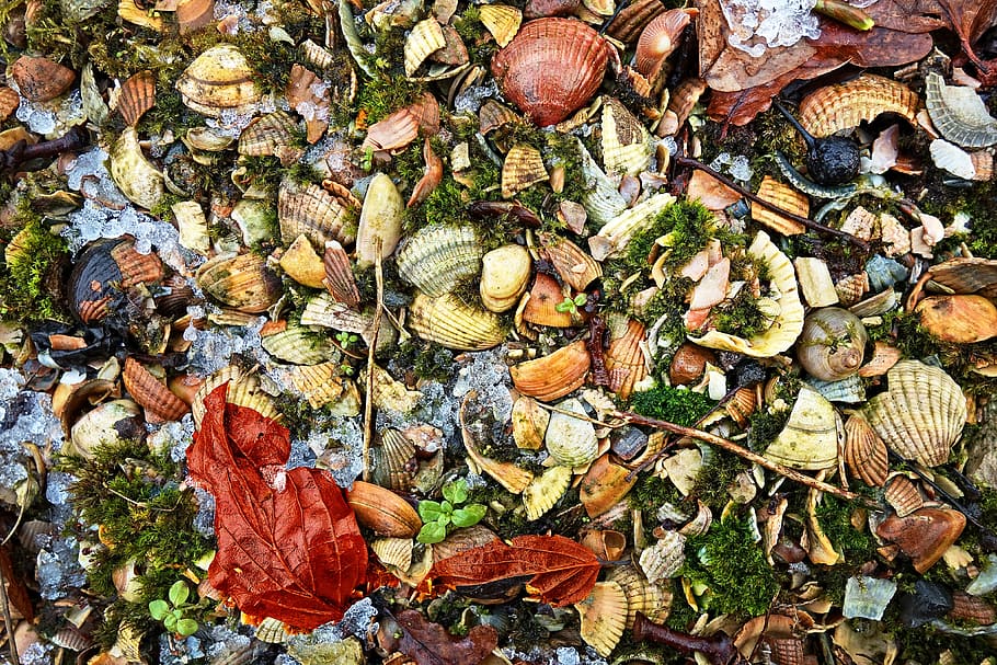 shells, leaves, grit, moss, ground covering, material, organic, texture, shells texture, shells backdrop