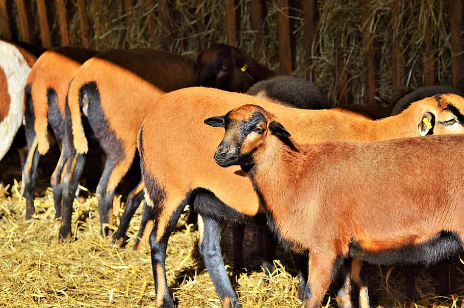 羊, 動物, 羊の毛, 羊の群れ, シャフヘン, 羊毛, 哺乳類, 自然, 食べる, 群れ