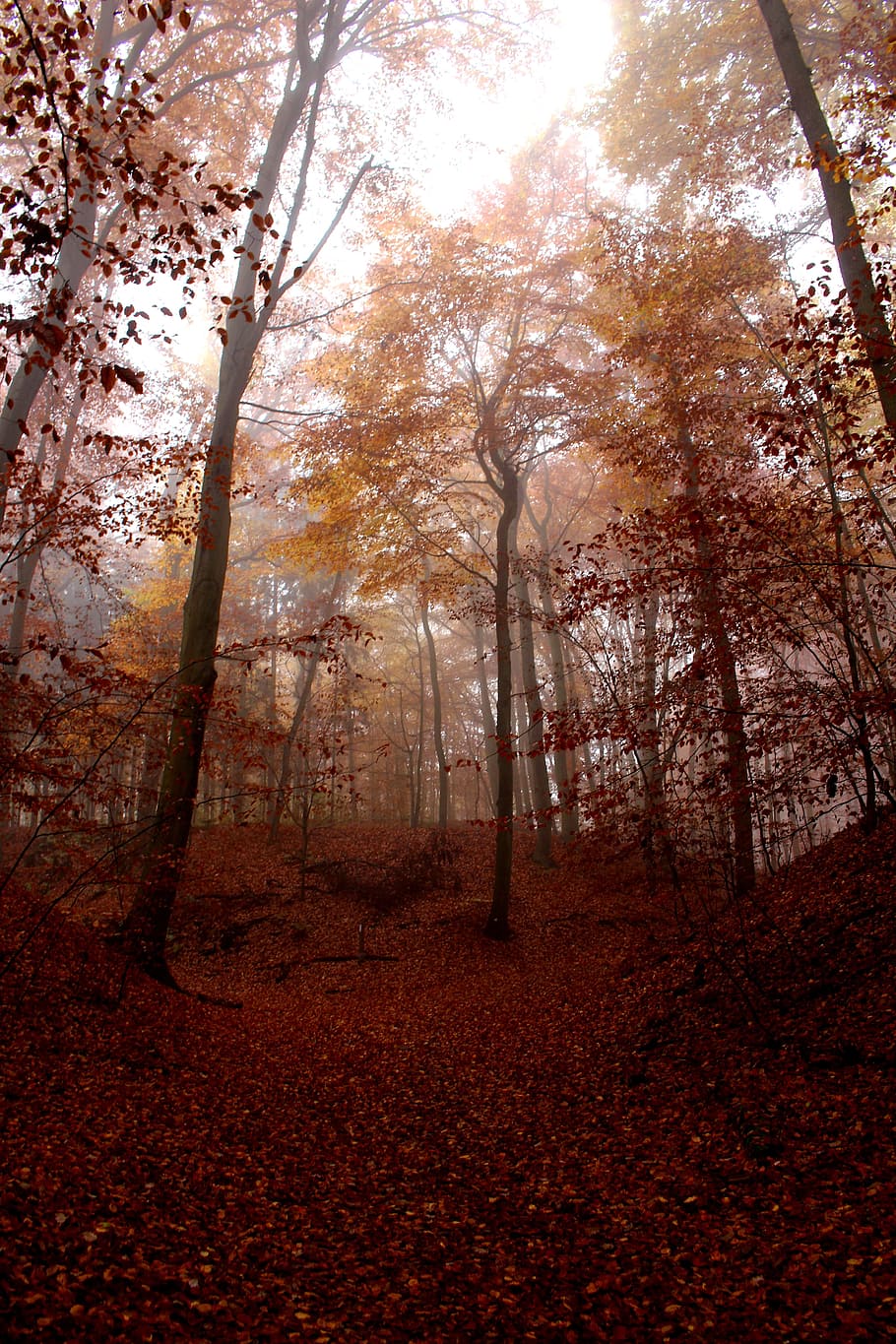 crepuscular rays, forest view, fog, forest, autumn, red, cold, mystical, mood, colourless