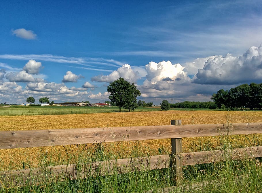 Italy, Wheat, Spring, Nature, Landscape, sky, ears, cloud, yellow, vegetation