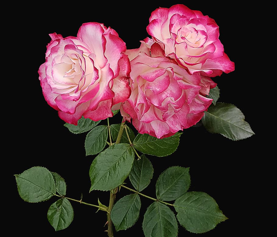 three pink roses, flower, rosa, petal, floral, plant, black background, flowers, romantic, dedicated